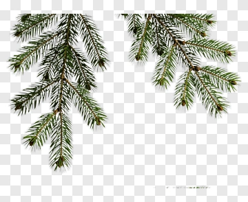 Pine Branch PNG
