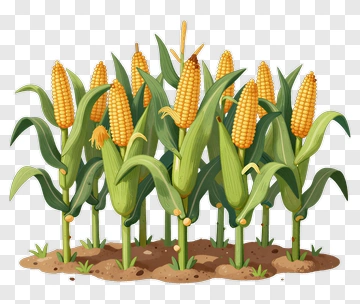 Corn Field PNG