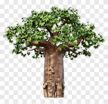 Baobab Tree PNG