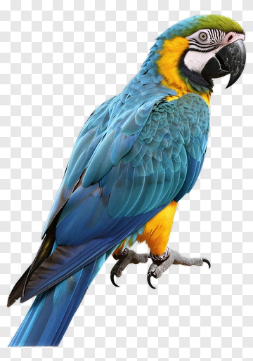 Blue Yellow Parrot PNG