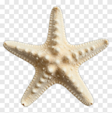 Starfish PNG