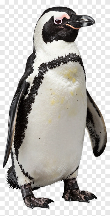 African Penguin Standing PNG