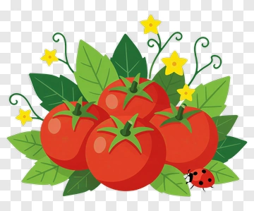 Cluster Of Tomatoes With Ladybug And Flowers PNG