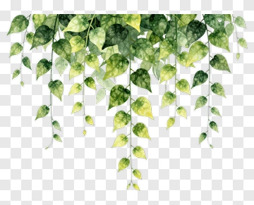 Drooping Leaf Vine PNG