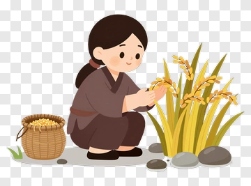 Woman Harvesting Rice PNG