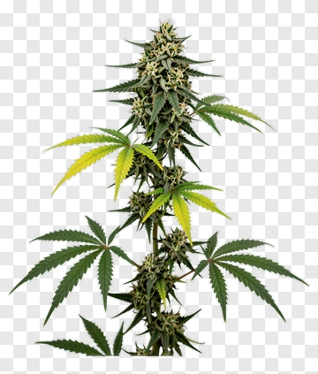 Marijuana Plant With Green And Yellow Leaves PNG