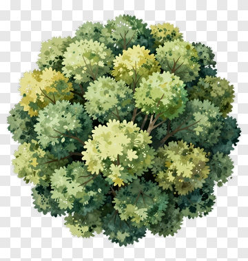 Top View Of A Lush Green Tree PNG