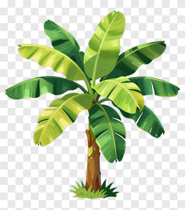 Banana Tree With Large Leaves PNG