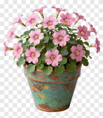 Pink Oxalis In Rustic Pot PNG