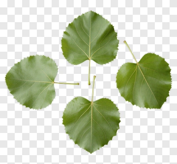 Green Leaf PNG