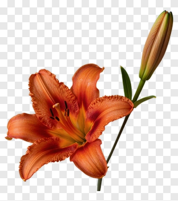 Orange Lily In Full Bloom PNG