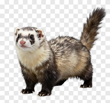 Ferret Standing Alert PNG