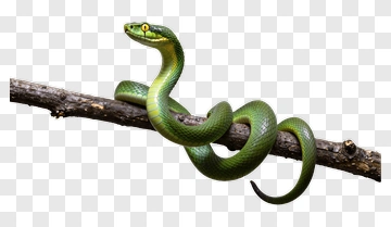 Green Snake Coiled On Branch PNG