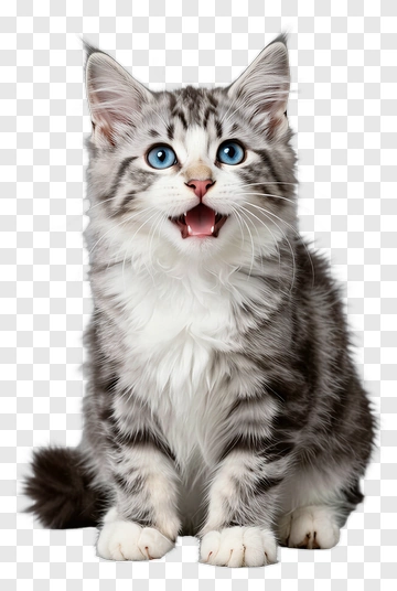 Adorable Tabby Kitten With Blue Eyes PNG