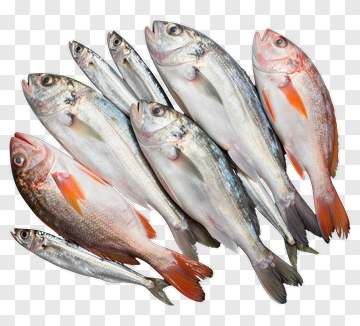 Fresh Fish Arrangement PNG