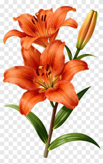 Orange Lily Bloom With Green Leaves PNG