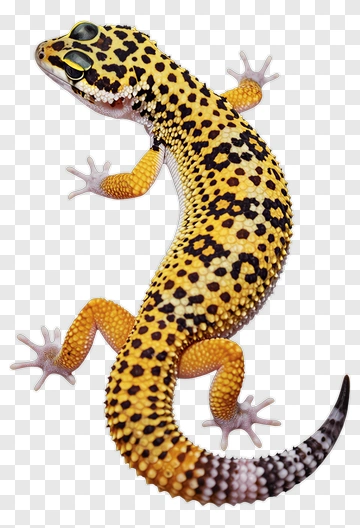 Yellow Spotted Gecko PNG