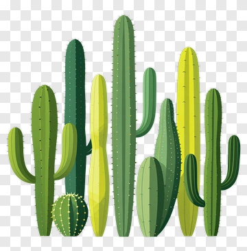 Group Of Cacti PNG