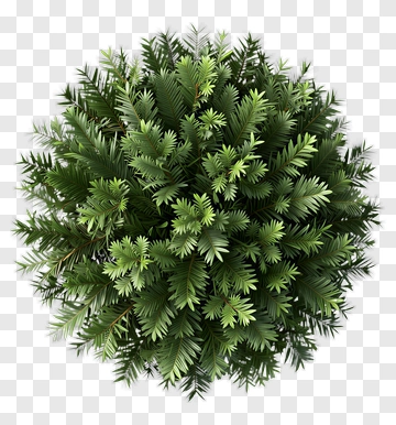 Topiary Plant From Above PNG
