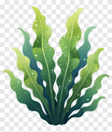 Watercolor Seaweed PNG
