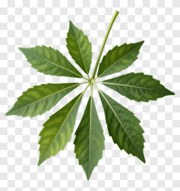 Green Leaf With Radiating Petals PNG