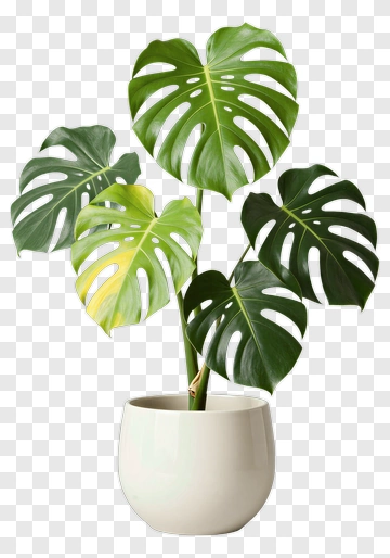 Monstera Plant In Ceramic Pot PNG