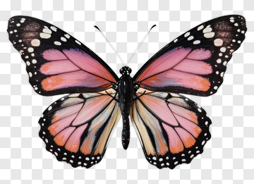 Pink And Orange Butterfly PNG