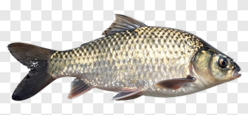 Golden Scaled Fish PNG