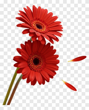 Red Gerbera Daisy With Falling Petals PNG