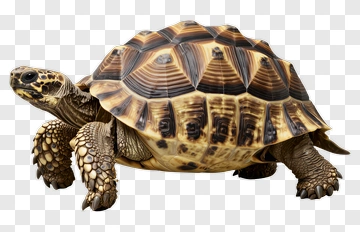 Turtle With Detailed Shell And Textured Skin PNG