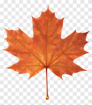 Autumn Maple Leaf PNG