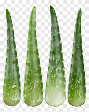 Fresh Aloe Vera Leaf PNG