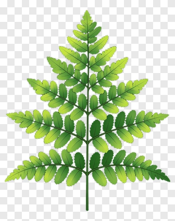 Fern Leaf PNG