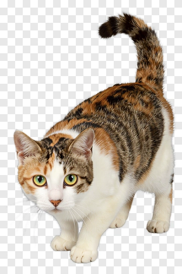 Calico Cat With Green Eyes PNG