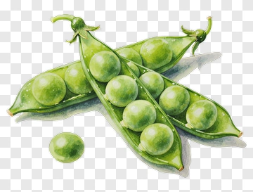 Fresh Pea Pods And Peas PNG