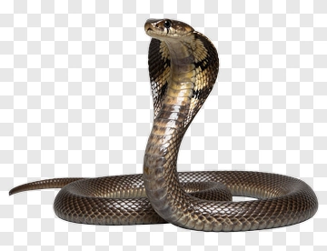 Cobra With Raised Hood PNG