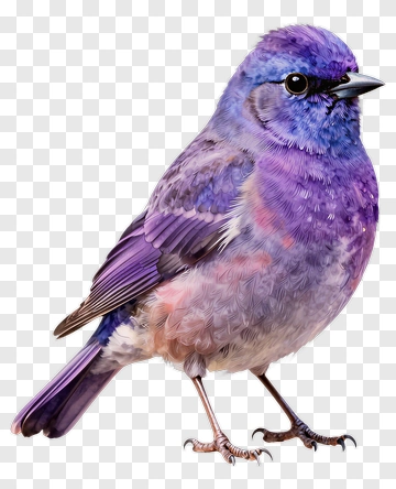 Purple Bird PNG