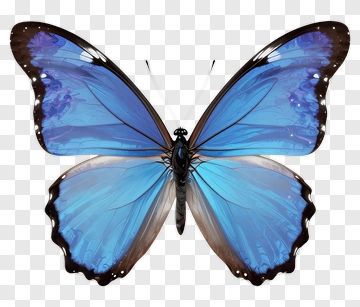 Blue Butterfly With Brown Wings PNG