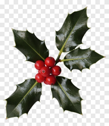 Holly With Red Berries PNG