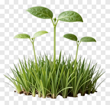Young Plant Growing In Grass PNG