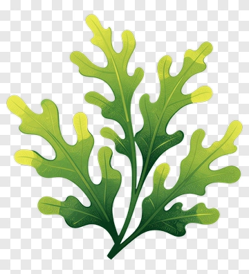 Oak Leaf Illustration PNG