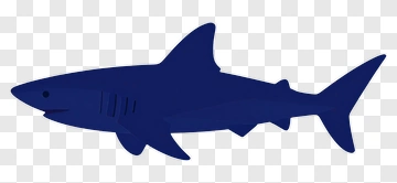 Shark PNG