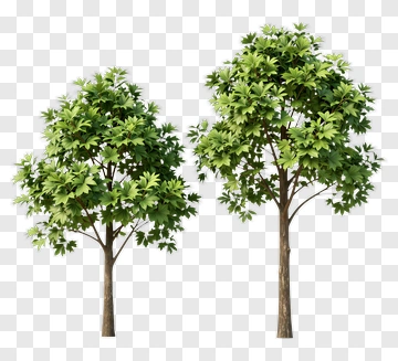 Two Trees PNG