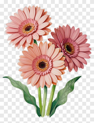 Three Gerbera Daisies With Green Leaves PNG