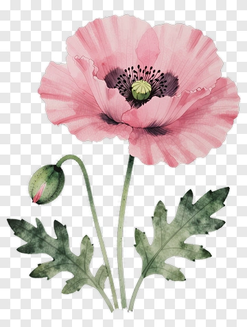 Pink Poppy Flower With Green Leaves PNG
