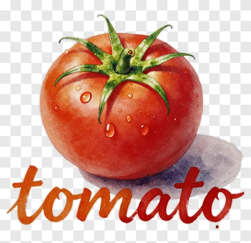 Fresh Tomato Watercolor Illustration PNG