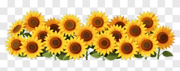 Sunflowers In A Row PNG