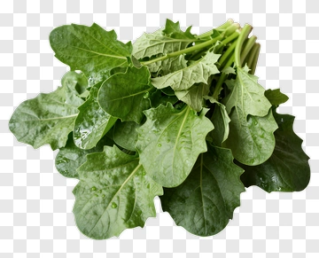 Fresh Leafy Greens With Water Droplets PNG