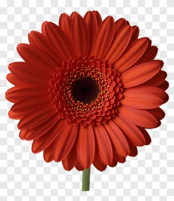 Red Gerbera Flower In Center Frame PNG