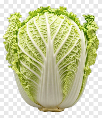 Fresh Cabbage With Green Leaves And White Core PNG